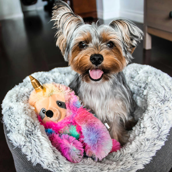 Pet