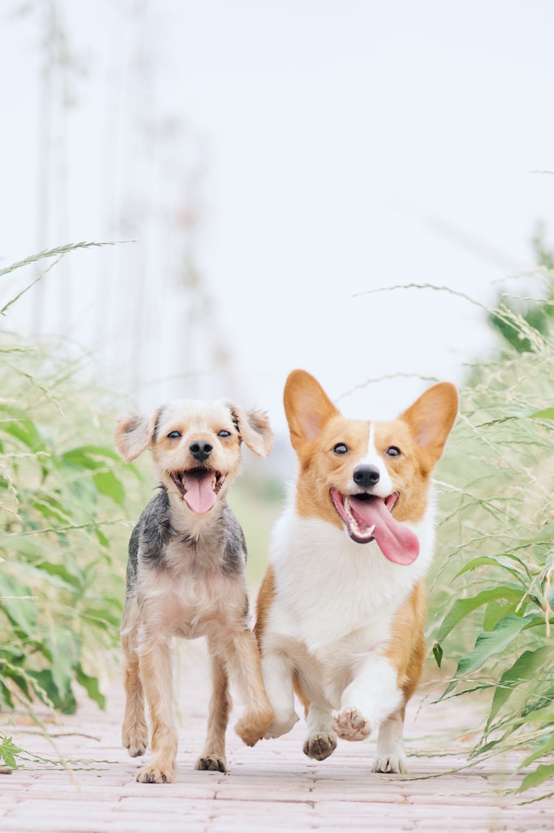 Dog leash